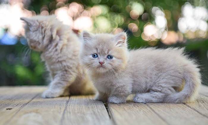 Scottish Fold dan Ekor Lucunya: Mengenal Lebih Dekat